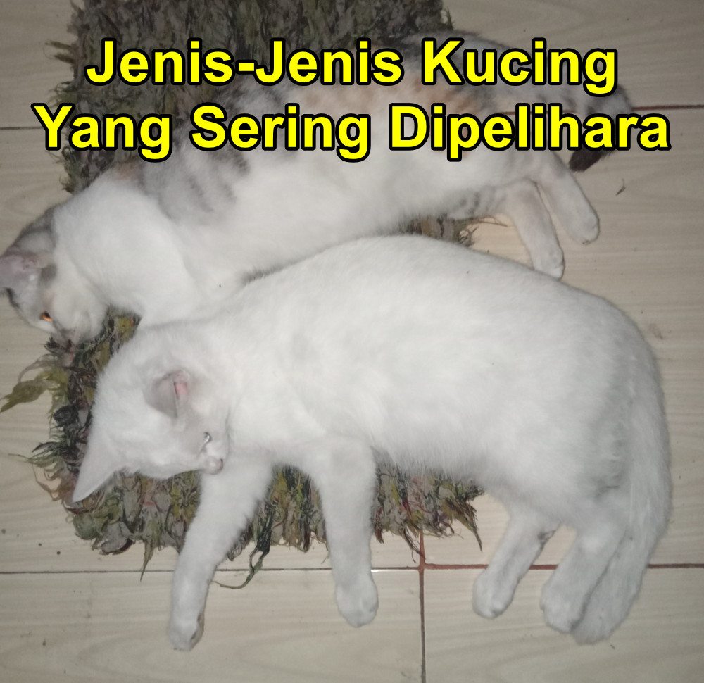 Jenis-Jenis Kucing Yang Sering Dipelihara